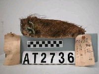 藏品(男子山豬鬃頭環)的圖片